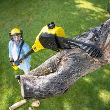 Best Tree Preservation Services  in Arnold, MO