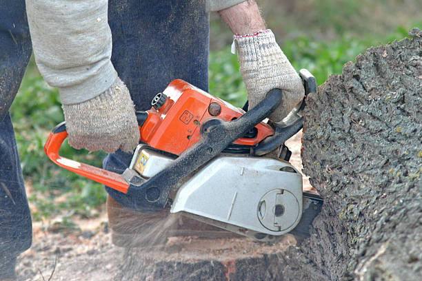 Best Tree and Shrub Care  in Arnold, MO