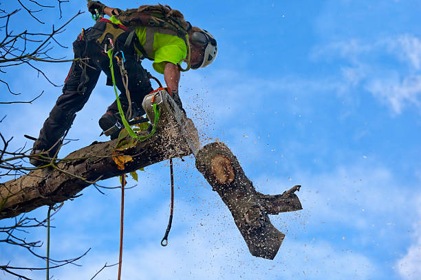 Best Tree Removal Service  in Arnold, MO